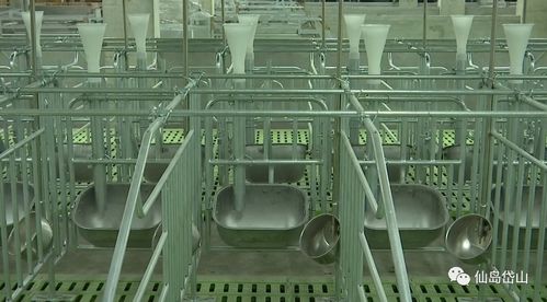 建筑智能化賦能 舟山打造投資1.5億元的無(wú)人化智能萬(wàn)頭養(yǎng)豬場(chǎng)